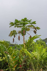 木瓜树美丽的热带植被图片