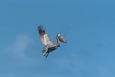在晴朗的蓝天空中飞翔的鹈鹕鸟图片