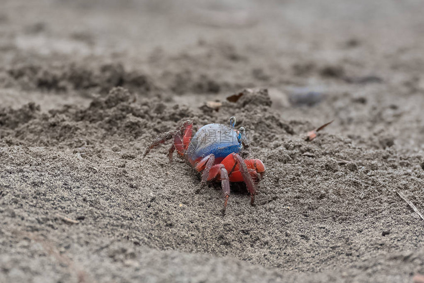 圣多美的沙蟹约翰加西亚湿蟹红色和图片