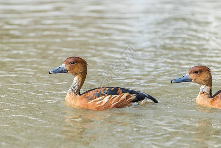 在池塘里游泳的美丽彩色鸭子图片
