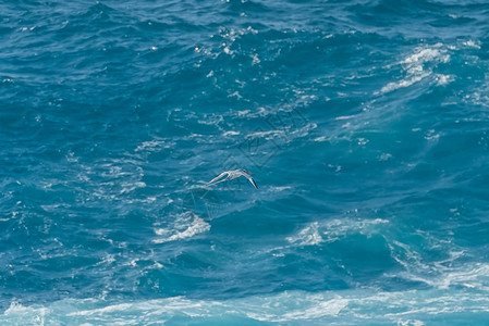 深蓝色海洋水面上的飞鸟图片