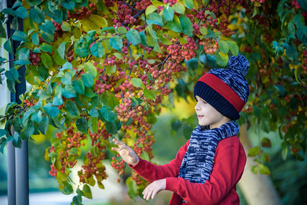 秋天在农场的孩子小男孩在装饰苹果树园玩耍孩子摘水果蹒跚学步的孩子在收获时吃水果孩子们的户外乐趣背景图片