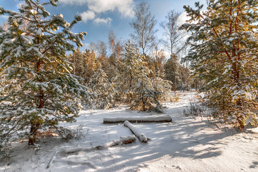 冬季风景雪林雪覆图片