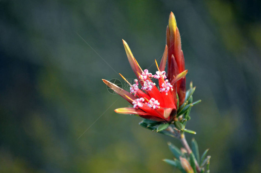 澳大利亚本土山魔LambertiaformosaProteaceae的红色花和芽图片
