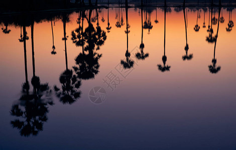 稻田椰子树背景日出的倒影图片