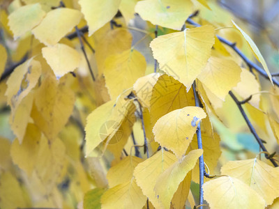 黄色叶子全屏的秋季图片