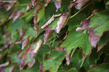 意大利西里乡下秋天美国春藤树叶在图片
