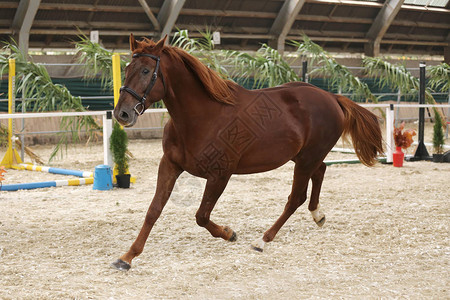 一匹纯种马在行动中的照片背景图片