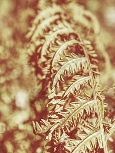 干燥的森林背景上的干蕨茎和枯枝图片