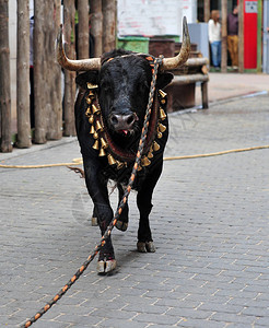 在西班牙斗牛的斗牛图片