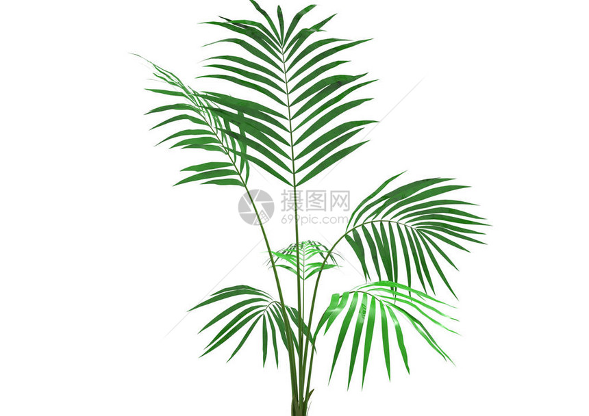 孤立在白色背景上的椰子棕榈树叶图片