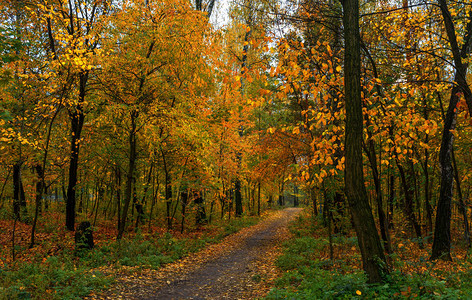 走在树林里秋天秋天的颜色秋天的落叶图片
