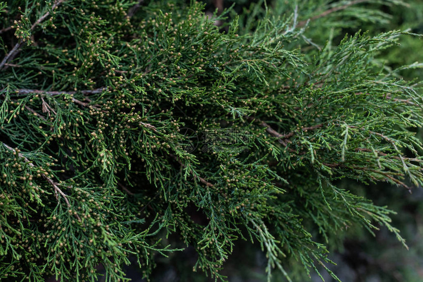 cypress树分支背景的图片