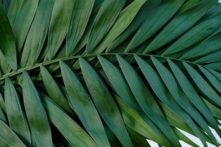 由热带树叶制成的创意自然布局图片