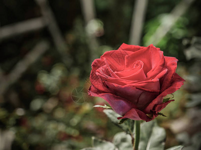 花园里红玫瑰的特写图像图片