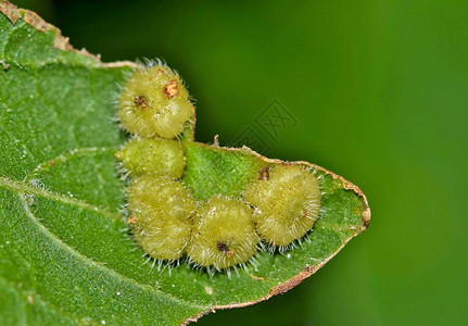 朴树叶上的五个朴树花结瘿Celticeciscapsularis这些寄生虫瘿生长是由瘿蚊蝇在叶子内背景图片