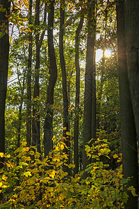 阳光穿过树木美丽的绿色森林图片