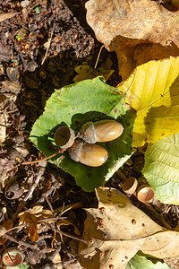 橡子和秋天的树叶图片