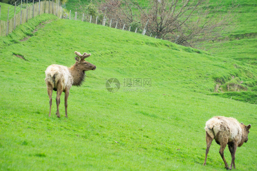 新西兰的鹿养殖图片