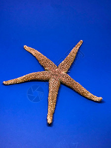 红海星贝壳图片
