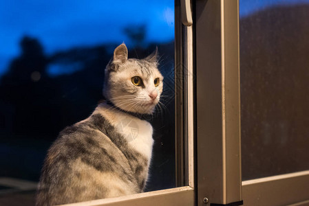 猫站着晚上图片