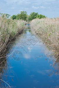 Camargue河流上野草的风景和背景图片