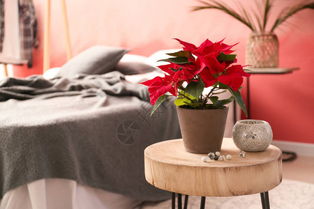 卧室木桌上的圣诞花一品红背景图片