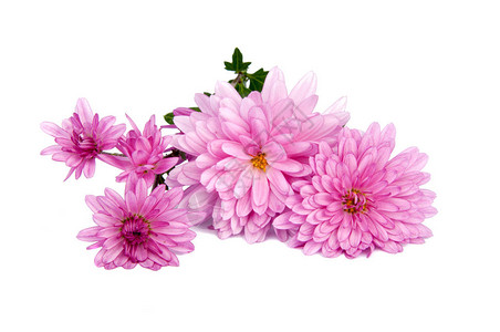 粉红色的花朵在图片