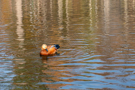 鸭子在秋天公园的池塘里游泳图片