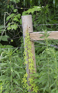 植被前的铁丝网围栏图片