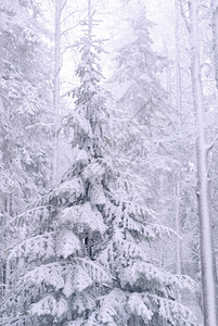 景观降雪期间有雪覆盖的冷杉树的冬季森图片