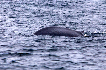 大蓝鲸或Balaenopteramuscul图片