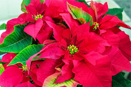 Poinsettias是非官方图片