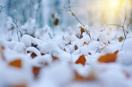 在雪地里的黄色叶子在深秋和初冬具有浅自由度的模糊自然背图片