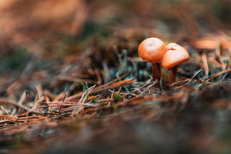 欧洲中部松树林中的毒蘑菇图片