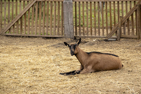 棕色雌山羊和黑色条背景图片