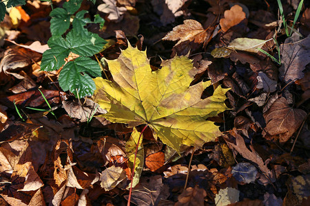 秋叶地毯地上落下的秋叶图片