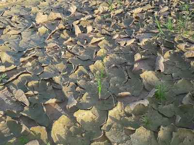 草地和破土图片