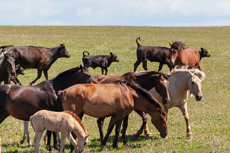 野马和奶牛在夏日草原上吃草图片