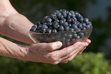 美国佛罗里达州蓝莓的图片