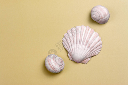 三颗粉红色的贝壳印在有色沙粒图片
