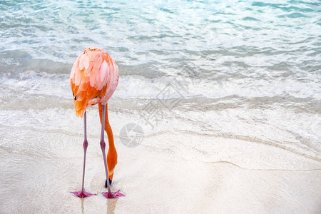 加勒比海滩上野粉红图片