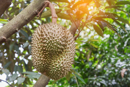 热带水果之王在有机园林种植早午餐树上挂着的热带果实图片