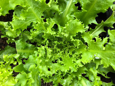 近距离照片显示在城市家庭花园种植的顶层植物中图片