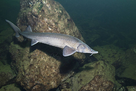 淡水鱼西伯利亚鲟鱼高清图片