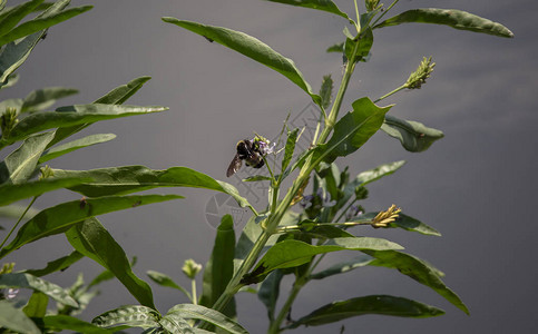 普通的东方大黄蜂在背景中用水来授粉一个美图片