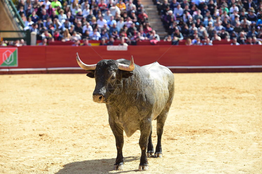 西班牙公牛在斗牛场奔跑
