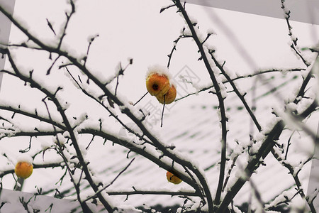 冬天下雪时黄苹果在树图片