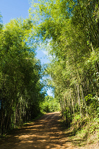 通往竹林的小路走道图片