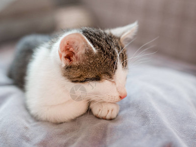 可爱的粉红鼻子小猫睡着了图片